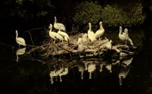 Familie / ***