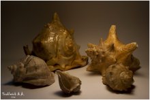 Shells / ***