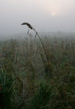 Durch den Nebel / ***************
