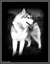Husky / Husky