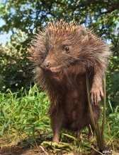 hedgehog / ***