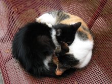 Yin und Yang / -----