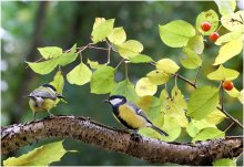 Friendship - Freundschaft ... und SEMACHKI VROS! / ***