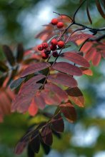 Herbst Rowan / ***