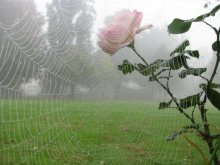 In Gefangenschaft / ***