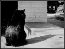 Le chat / ***