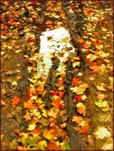 Autumn Gold / ***