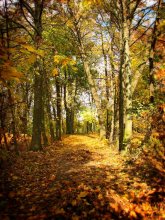 Herbst / ***