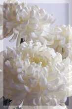 Chrysanthemen / ***