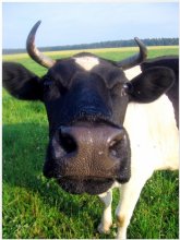 Mu-muuu / ***
