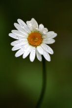 Zärtlichkeit / ***