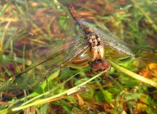 Dragonfly / ***