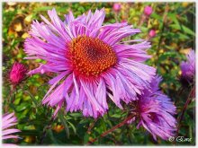 Farben des Herbstes. / ***