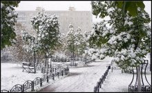 Kastanien im SNOW / ***