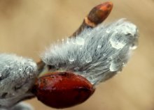 flauschige Tränen / ---------