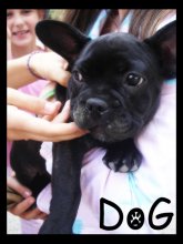 kakayato Hund =) / ***