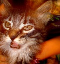 AAAARRRRR =) / ***