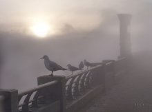 Fog 2 / ***