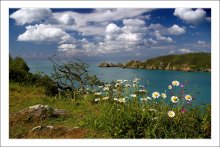 Landschaft mit romashkami 2 / ***