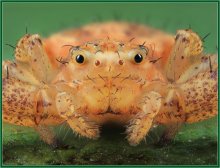 Porträt einer Spinne / ***