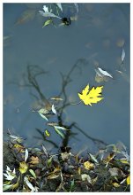 The Last Leaf... / ***