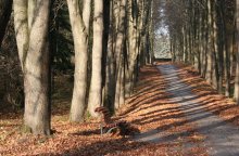Gestreifte Allee / ***
