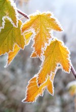 Die ersten Frost. Manchmal im Winter. Geht zu untersuchen. / ***