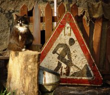sitting cat / sitting cat