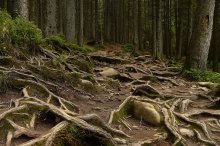 Kornespletenie / -----