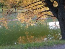 Golden Tree / ***