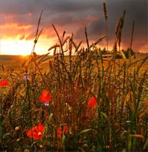 Mohn / ***