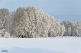 Winterwald / ***