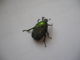 Käfer / ***