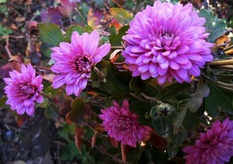 Chrysanthemen / ...