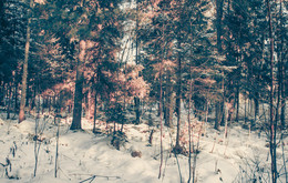 Winterwald / ***