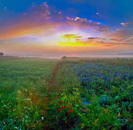 Before Sunrise / ***