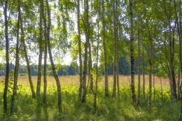 Julimorgen / ***