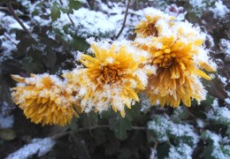Schneeball / ...