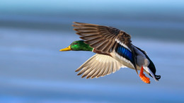 fly away / wildlife