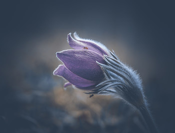 Dream of Gras. / ***