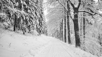 schwarze und weiße Winter / ***