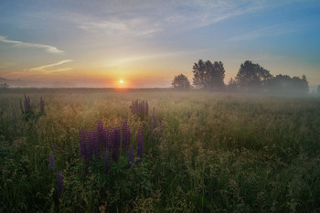 Sommer-Skizzen / ***