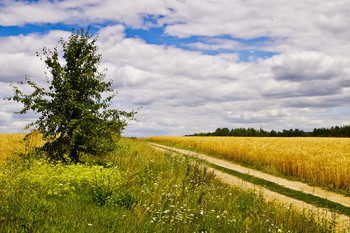 Sommer / ***