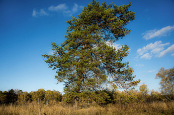 Kiefer-Baum / ***