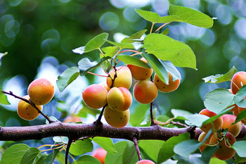 Aprikosen / ***