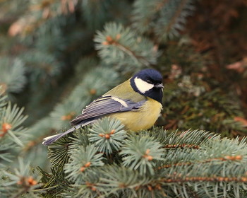 Big Tit / ***