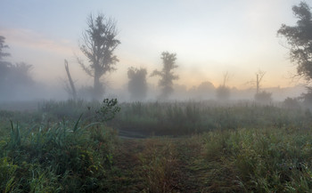 Nebliger Morgen / ***