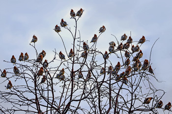 Arrived waxwings / ***