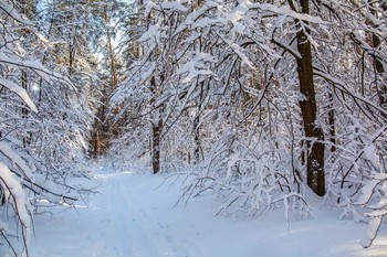 Winterwald / ***