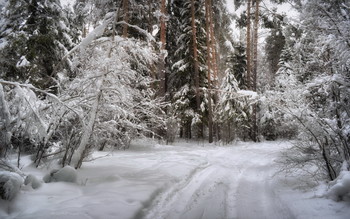 Winterwald / ***